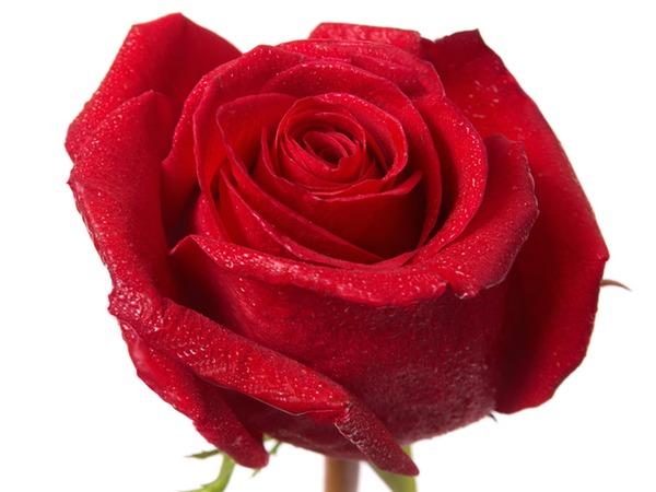 Seinäjoen ja Nurmon Kukka- ja Hautauspalvelu - Ruusut - Yo ruusu tumman  punainen